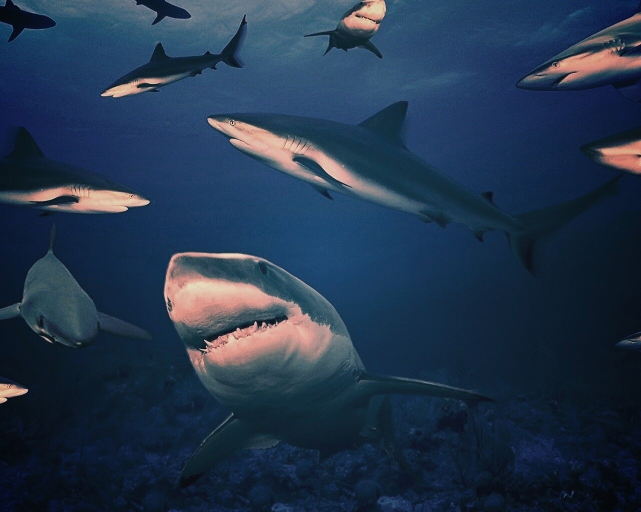 Стая акул обои