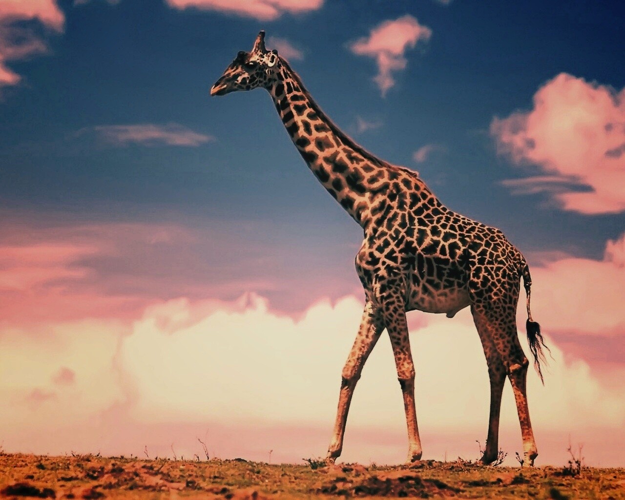 Жираф на прогулке обои