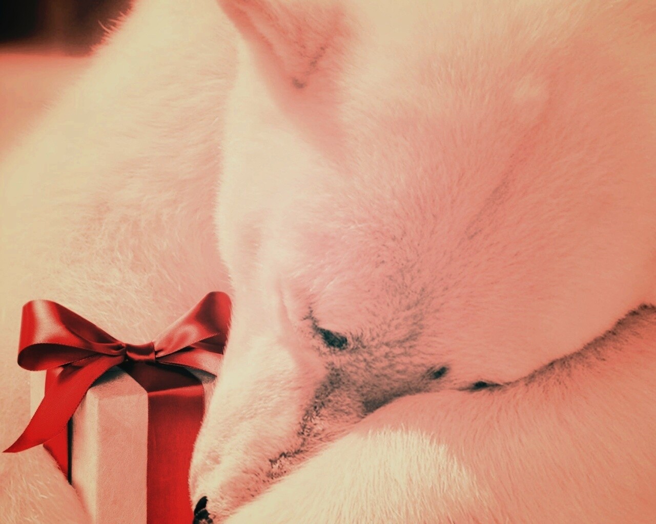 Белый мишка с подарком обои