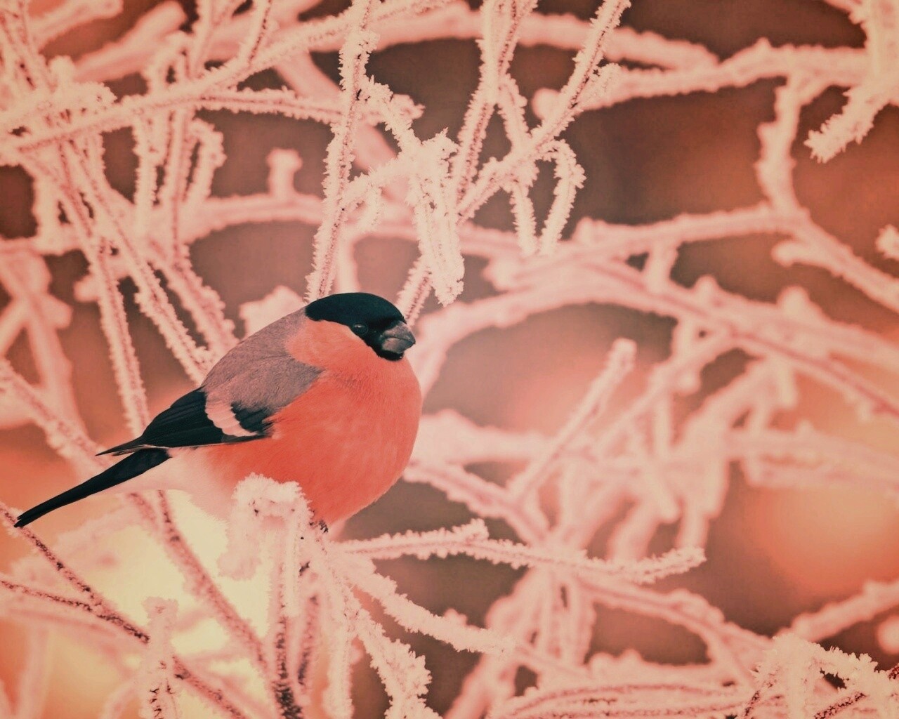 Снегирь на ветке обои