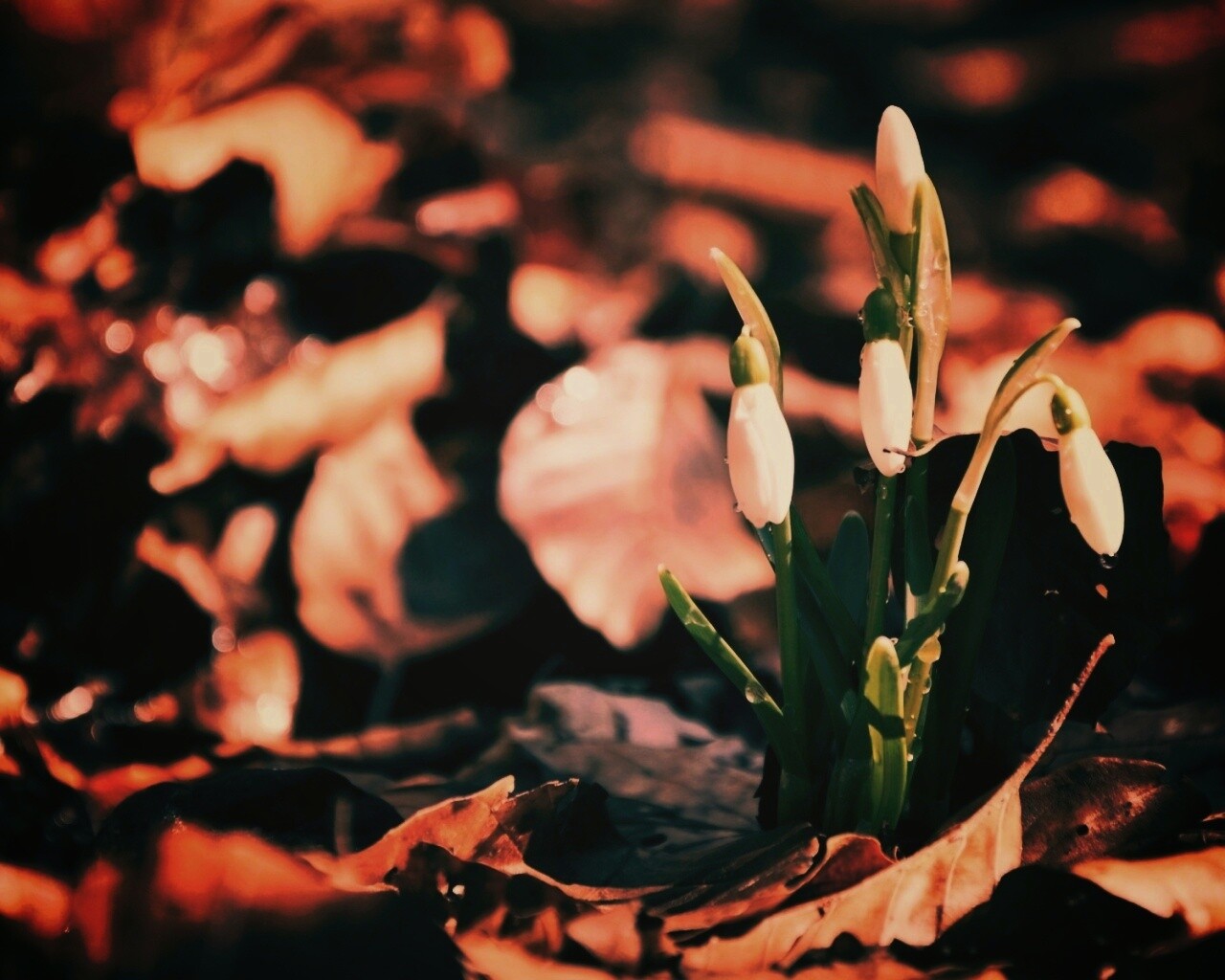 Первые весенние цветы обои