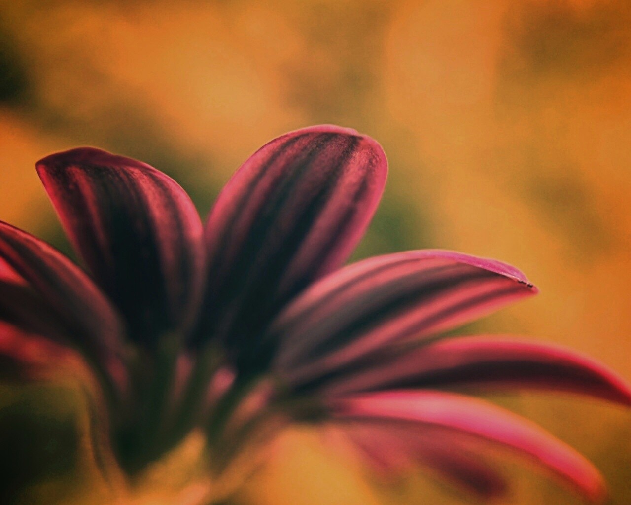 Макро фото цветка обои