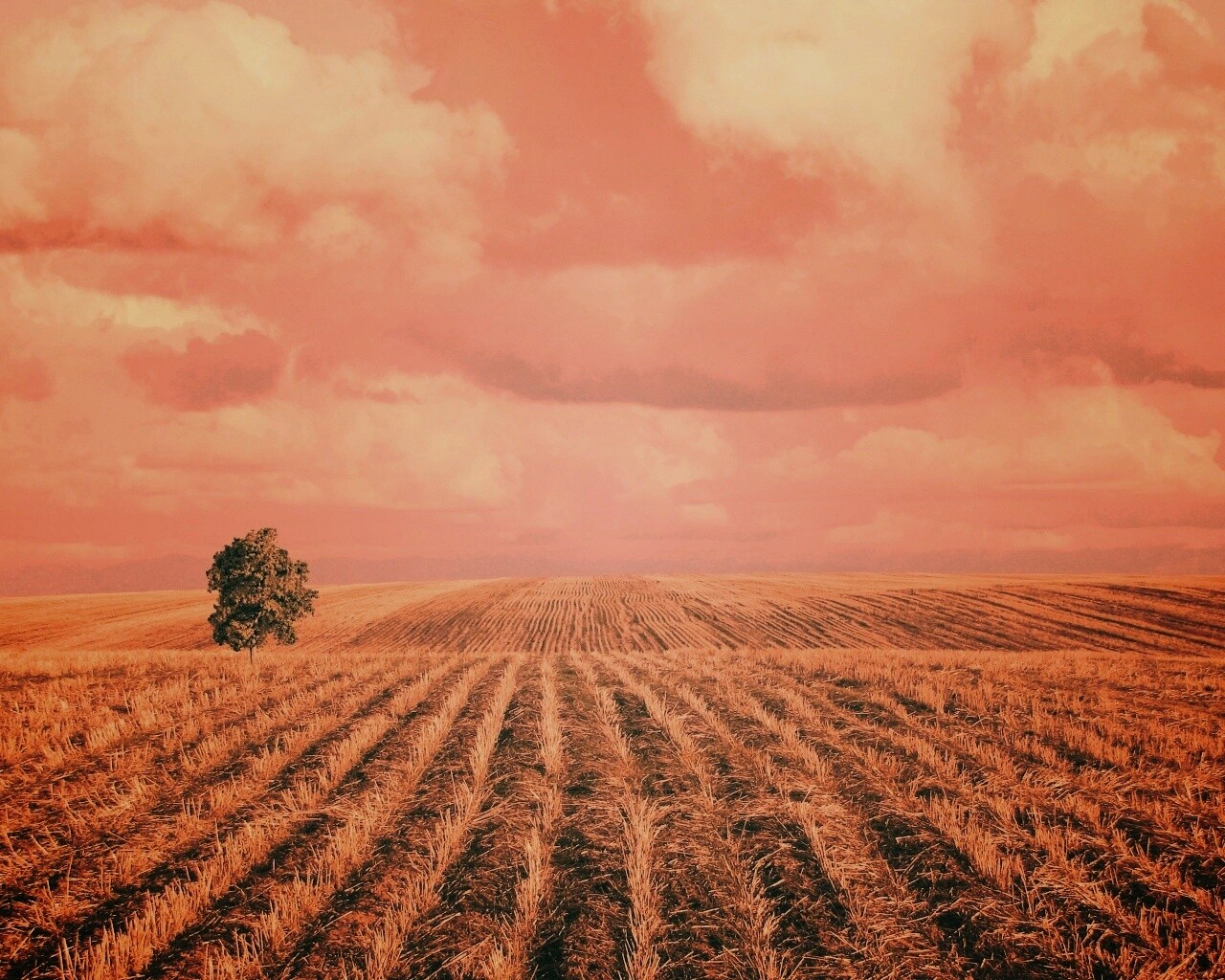 Дерево в поле обои