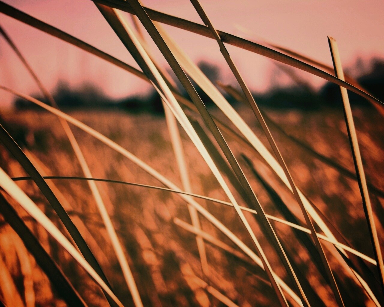 Желтая трава обои