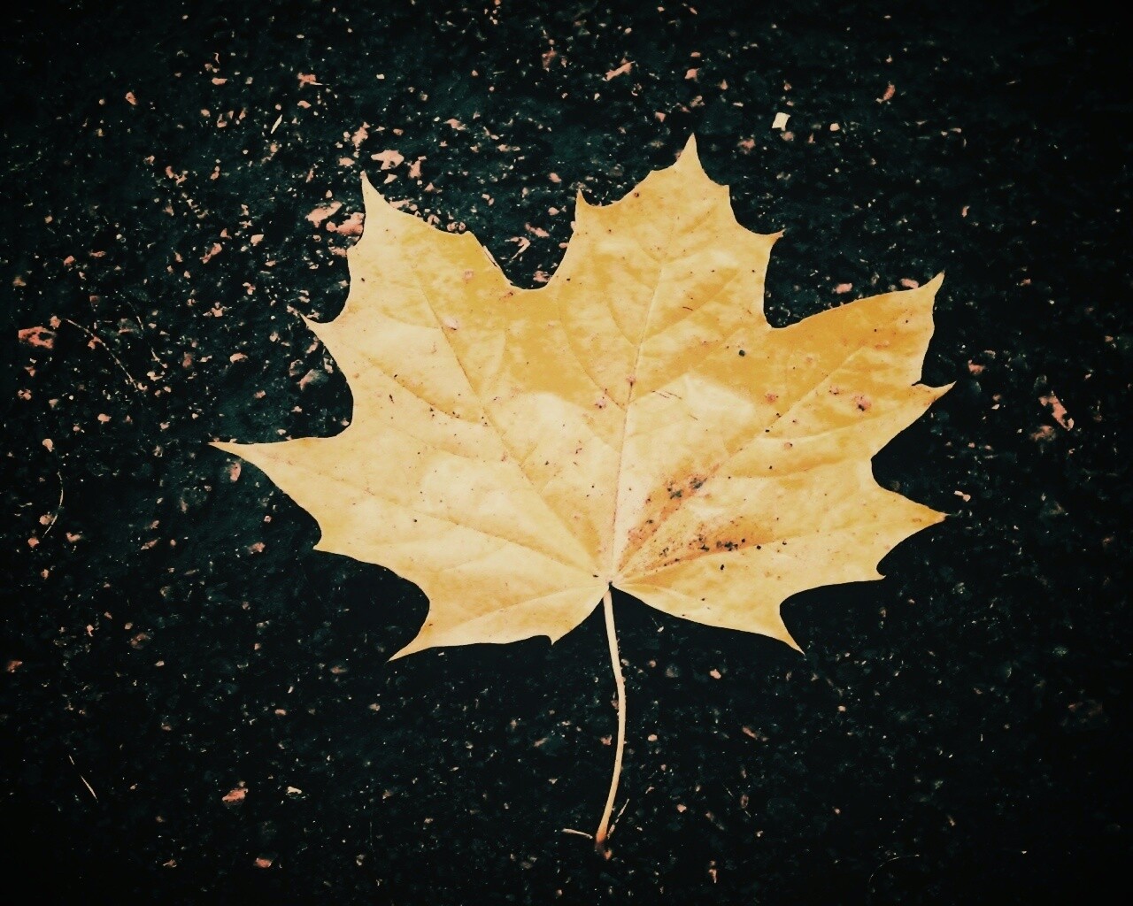 Желтый лист обои