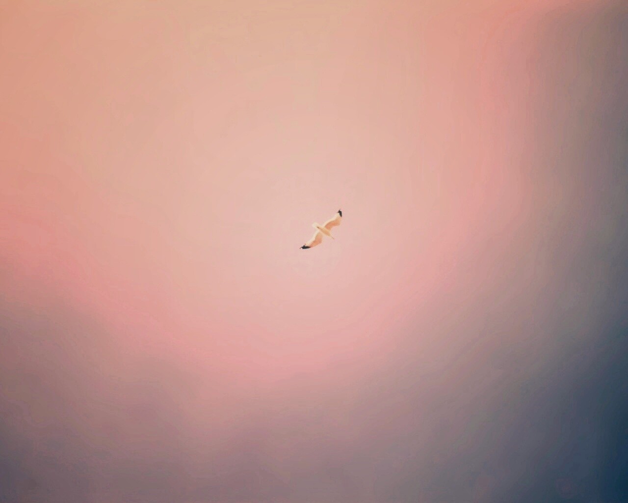 Полет  обои