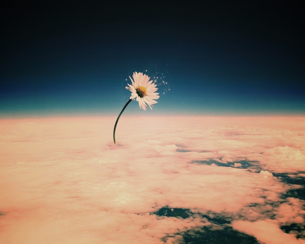 Ромашка в стратосфере обои