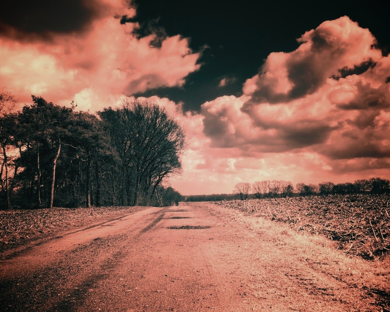 Дорога через поле обои