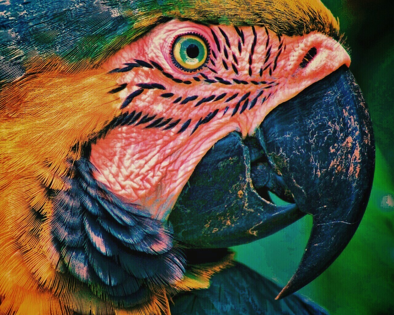 Попугай обои