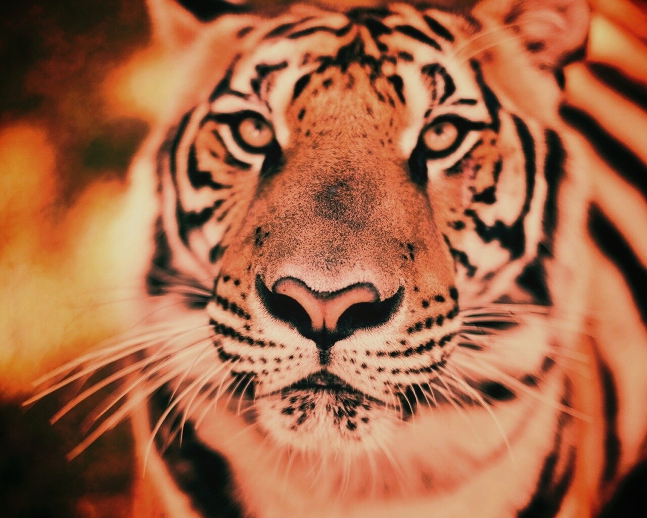 Красавец тигр обои