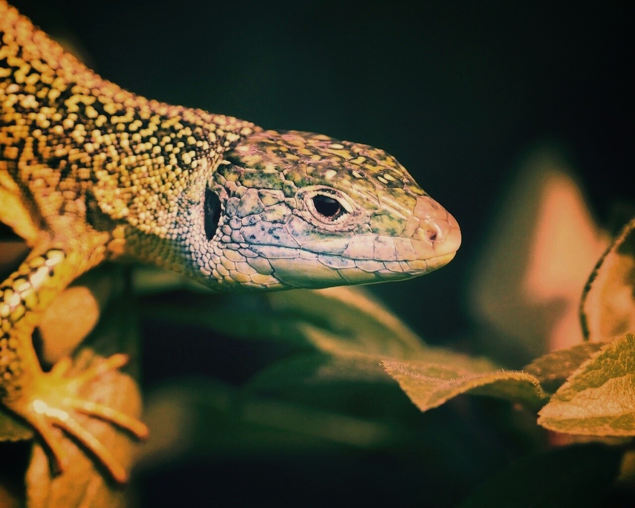 Ящерка на листьях обои
