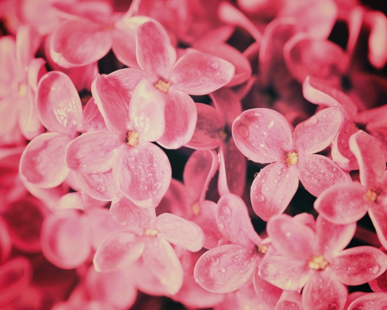 Цветы сирени обои