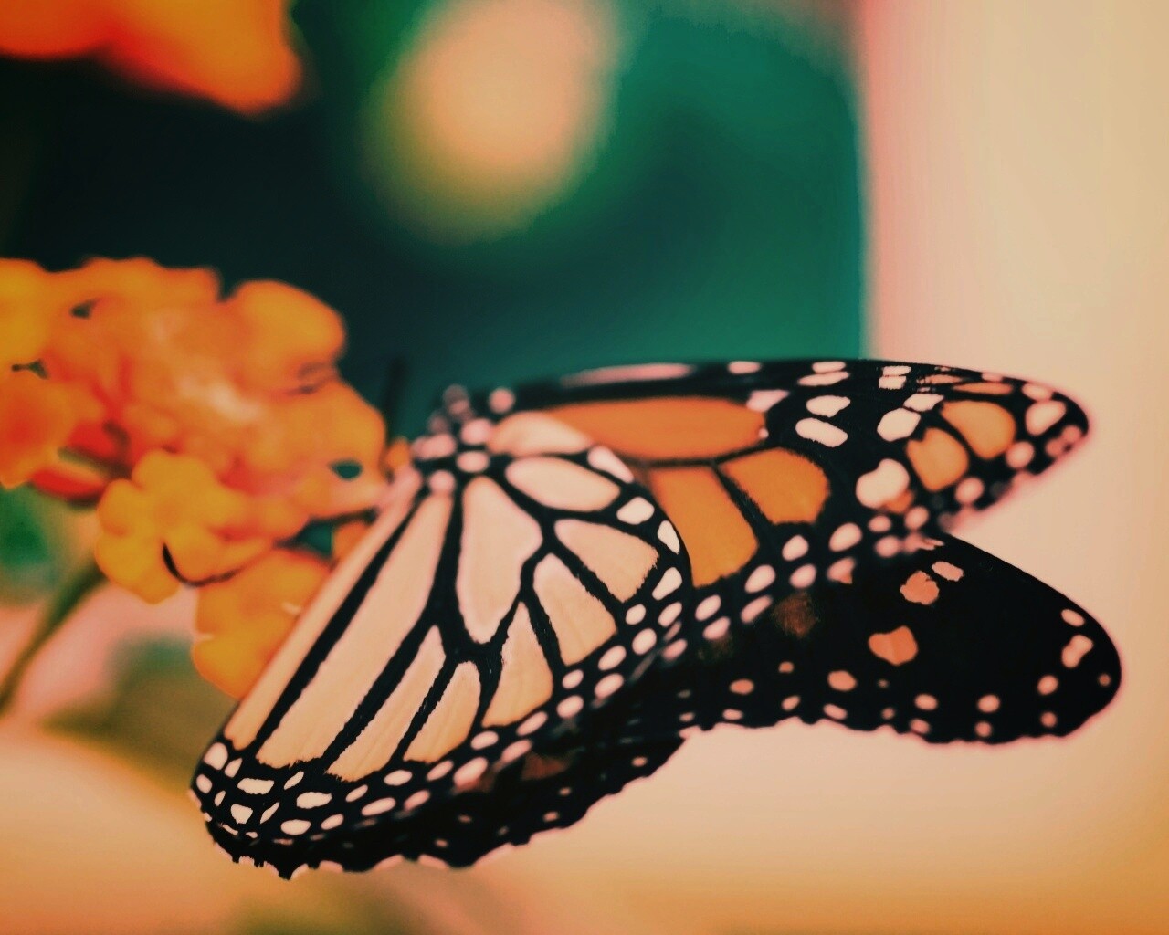 Бабочка на цветке в макро обои