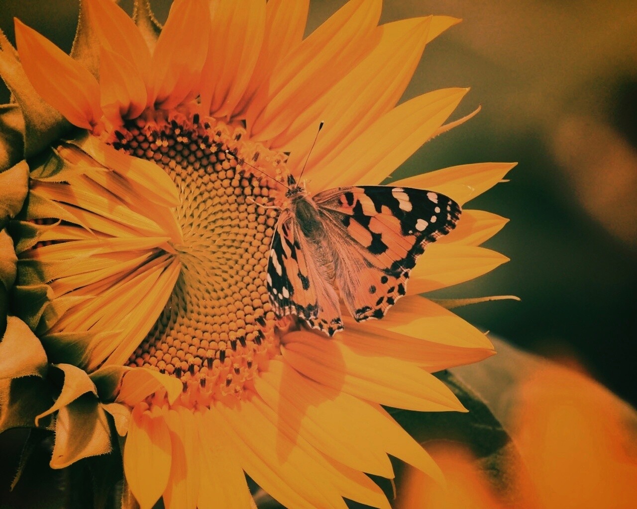 Бабочка на подсолнухе обои