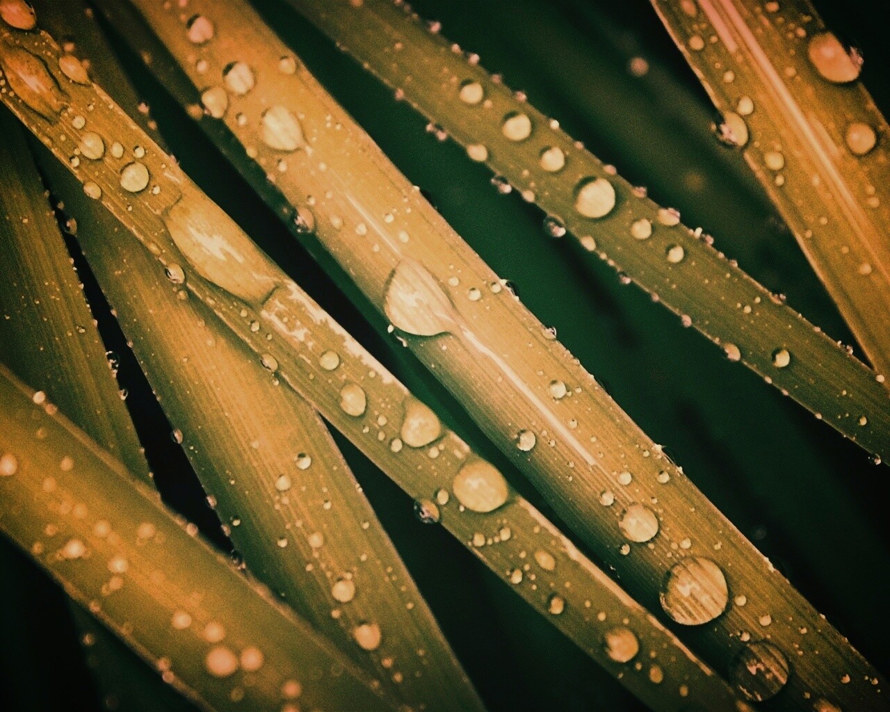 Капли на траве обои