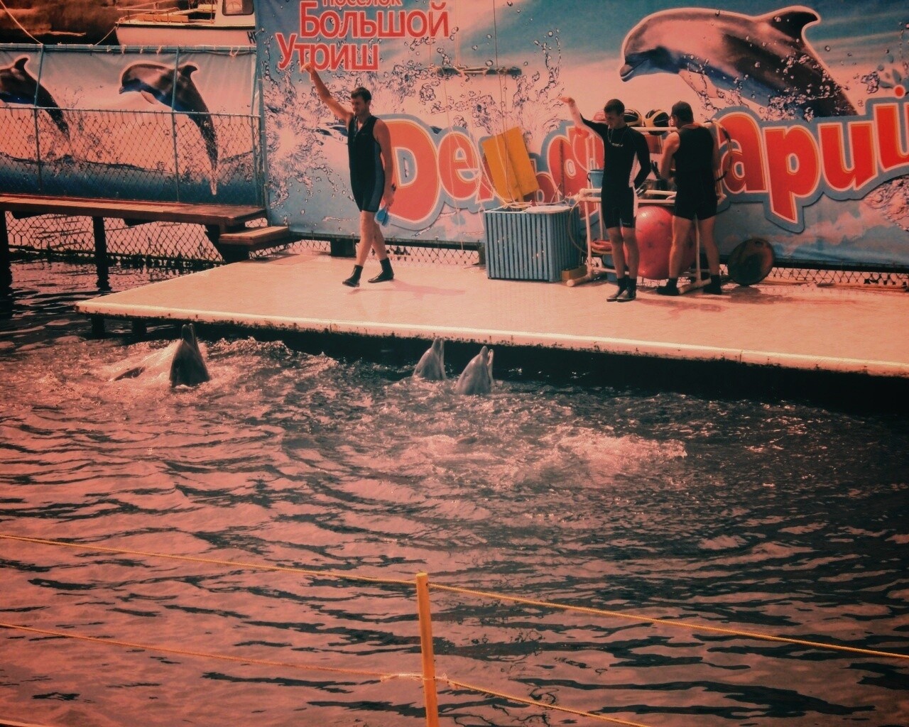 Утро в дельфинарии обои