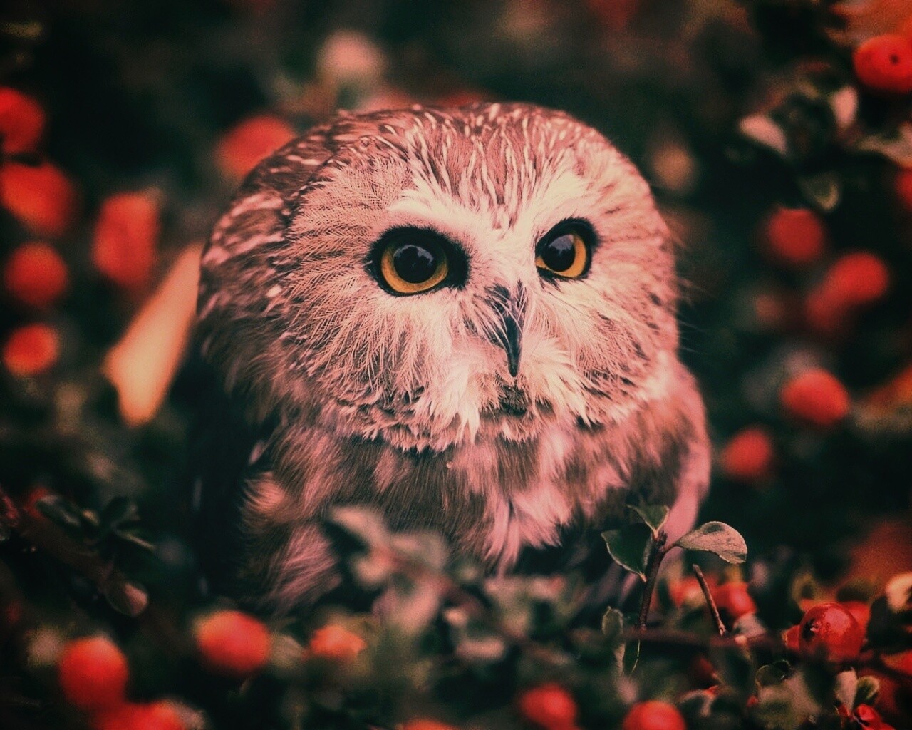 Маленькая сова в ягодах обои