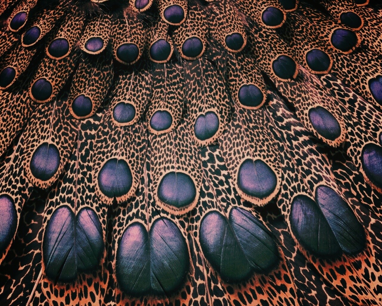 Хвост павлина обои