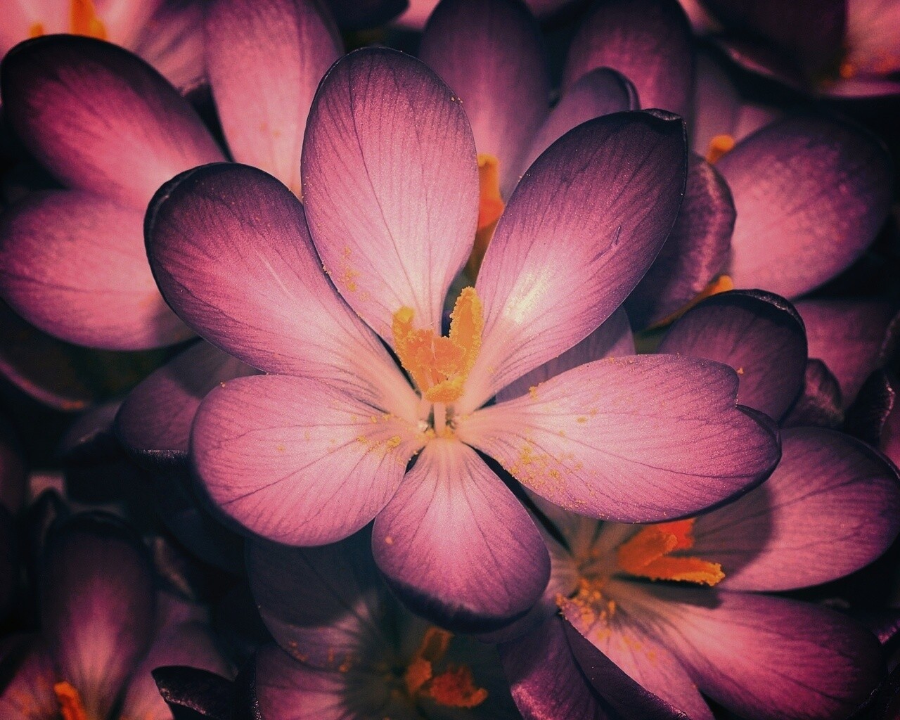 Сиреневый цветок обои