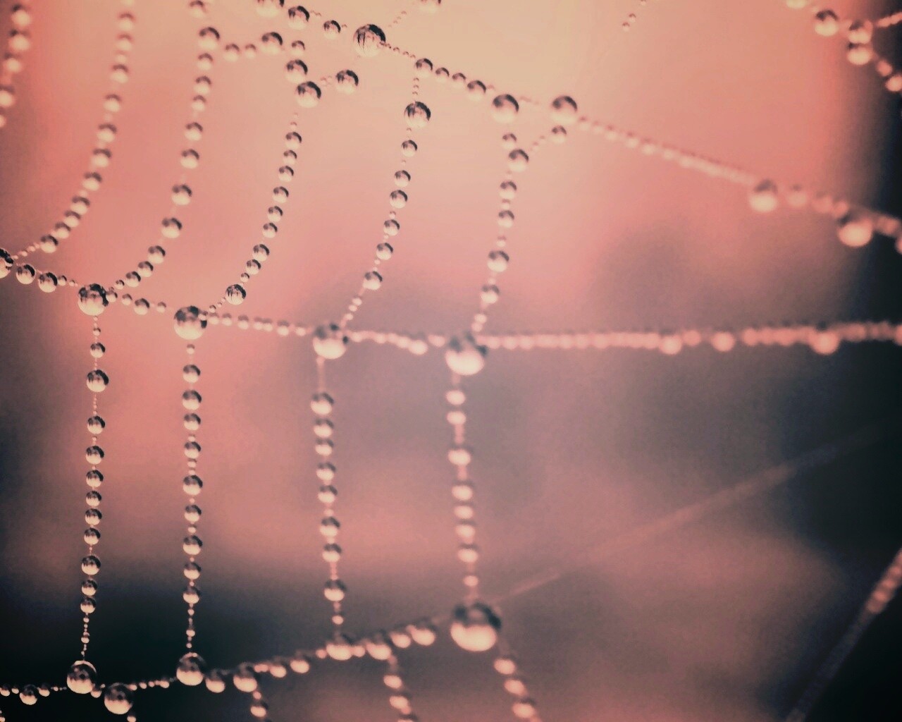 Капли росы на паутине обои
