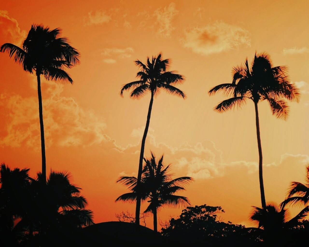 Пальмы на закате обои