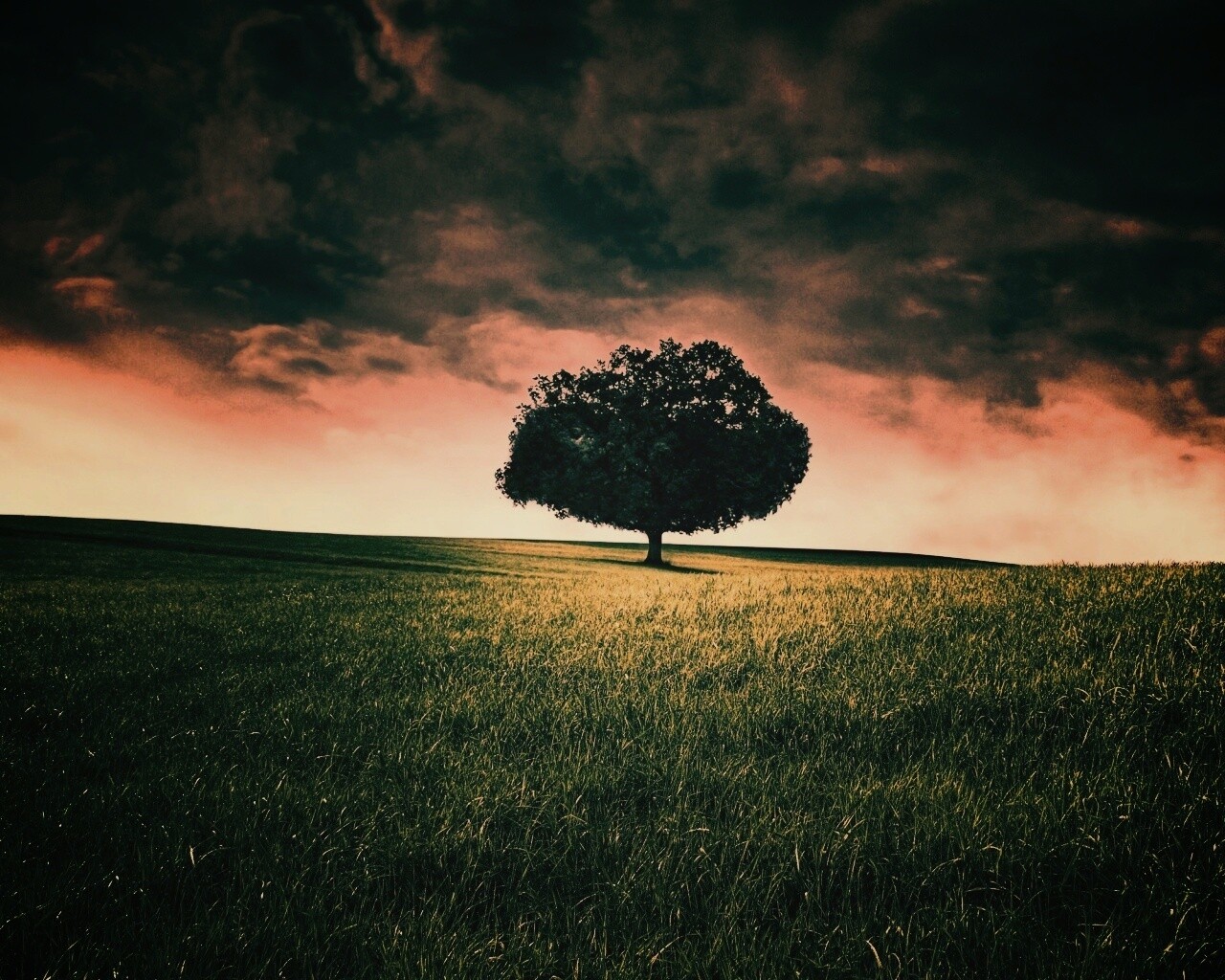 Одинокое дерево под грозовым небом обои