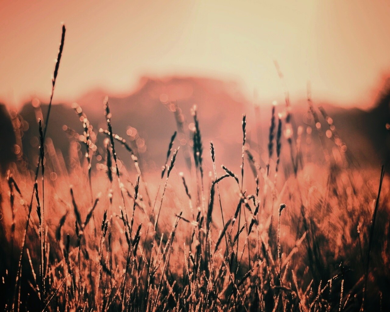 Поле пшеницы обои