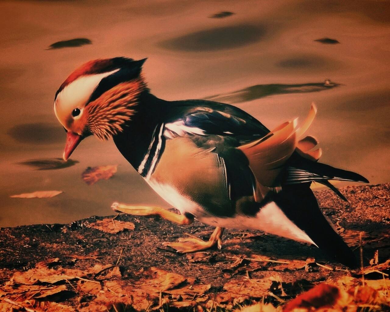 Уточка - мандаринка обои