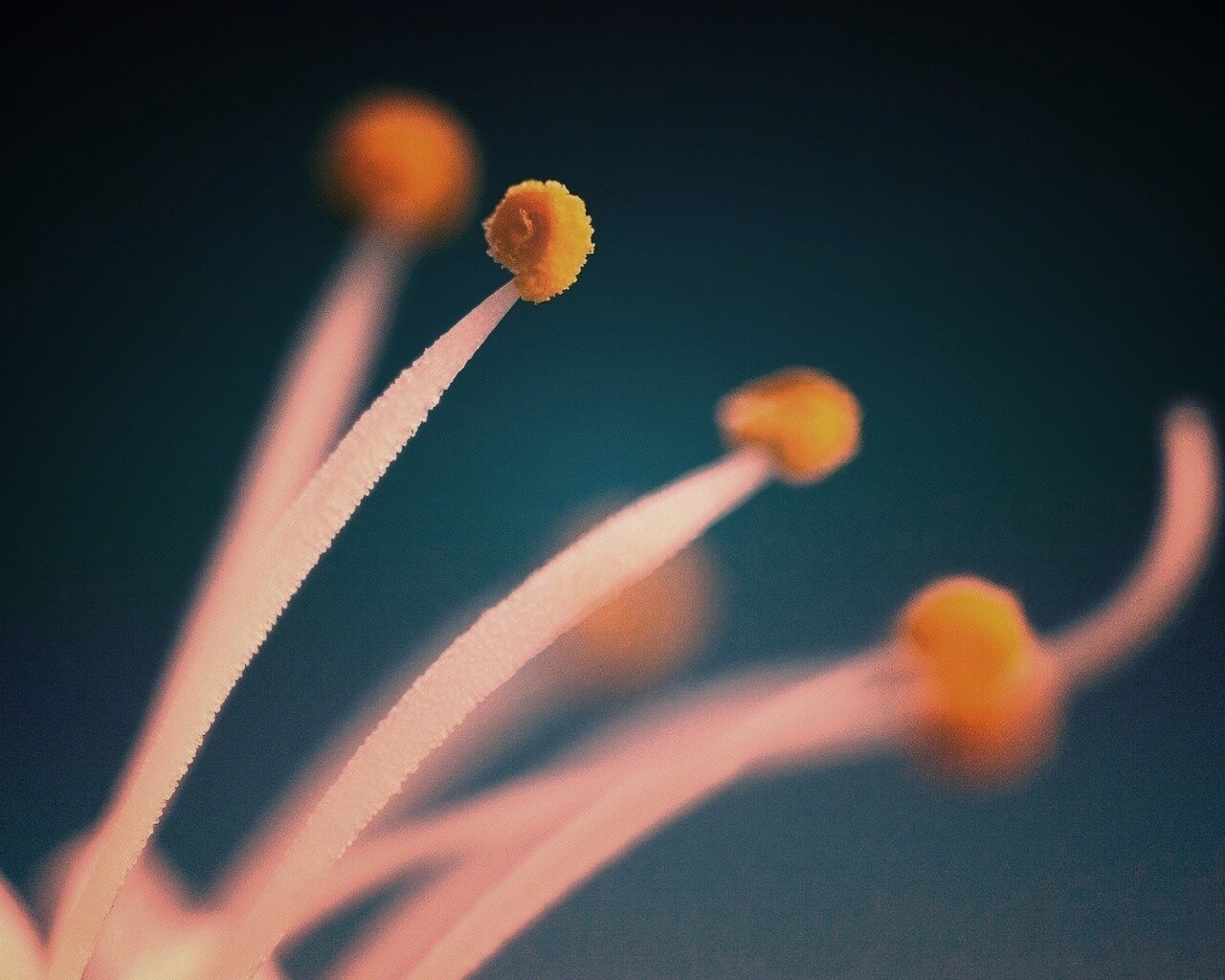 Тычинка обои