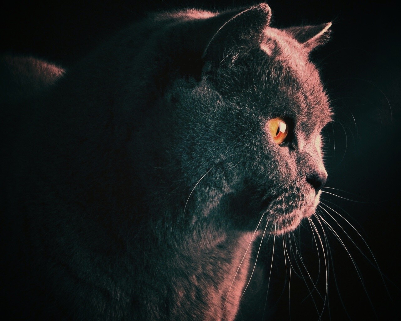 Плюшик  обои