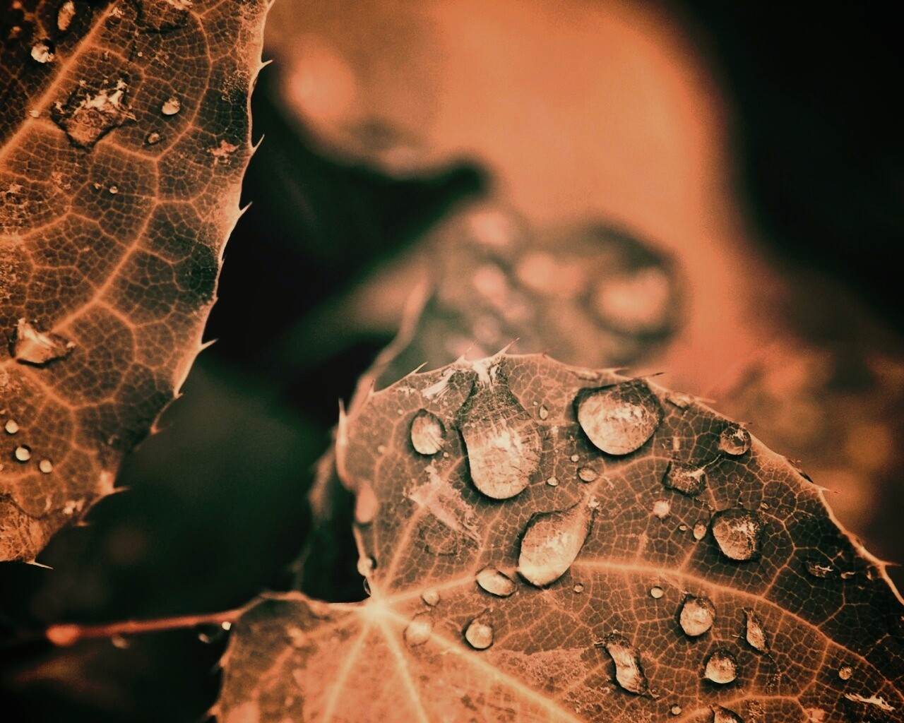 Капельки росы на листьях обои