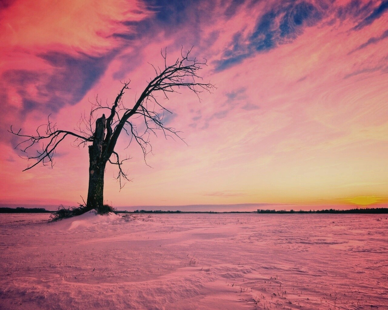 Сломанное дерево в снежной тундре обои