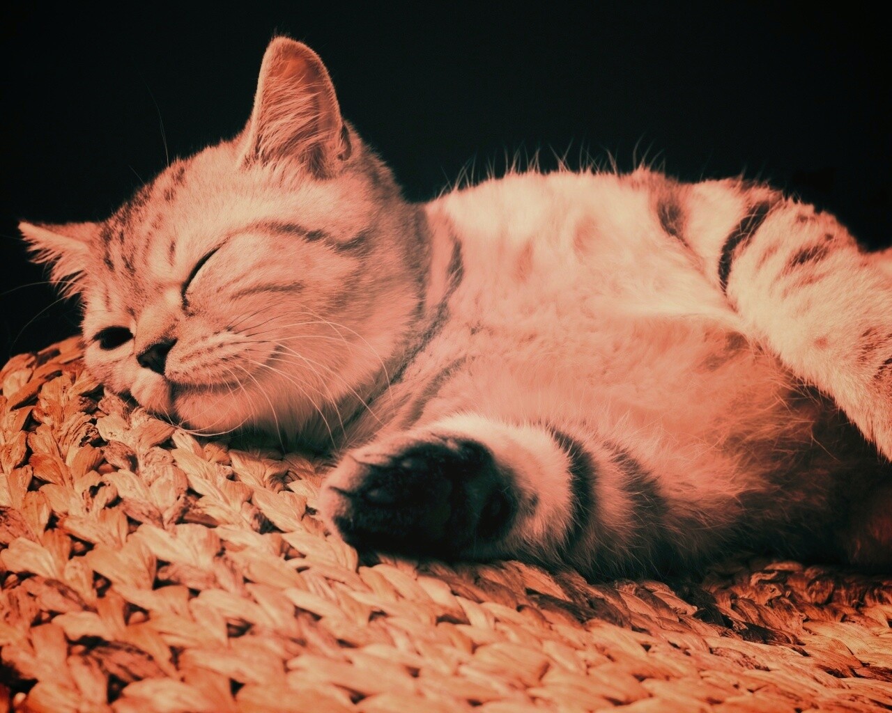 Пушистый кот спит на корзине обои