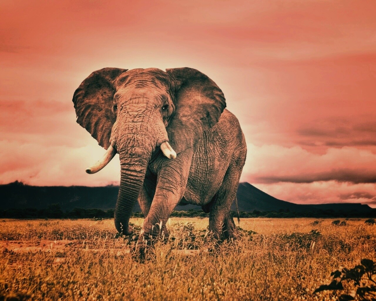 Слон на прогулке обои