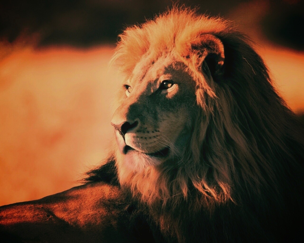 Царь зверей обои
