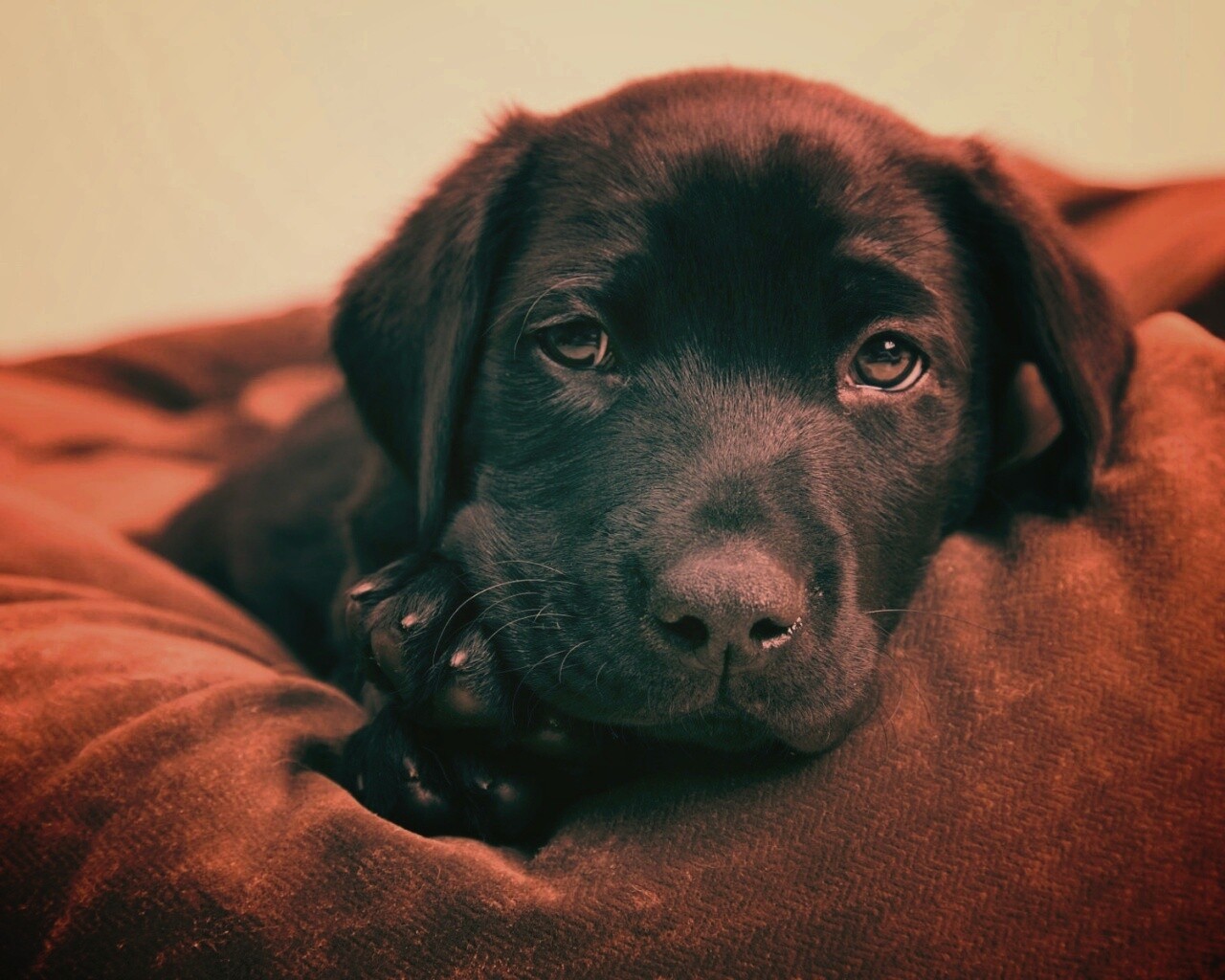 Сонный щенок немецкого поинтера обои