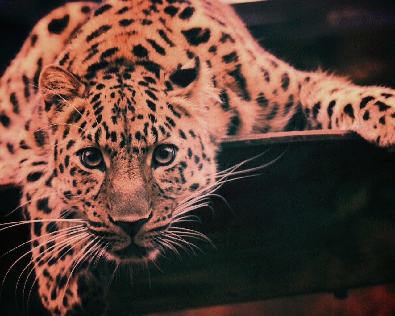 Леопард в зоопарке обои