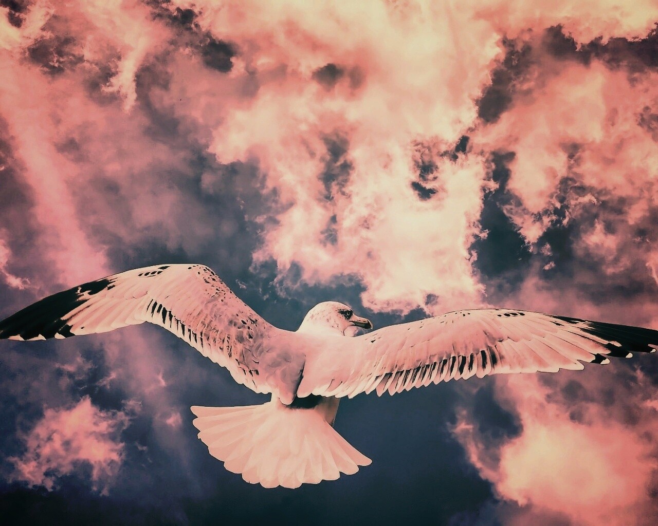 Гордая птица в полете обои