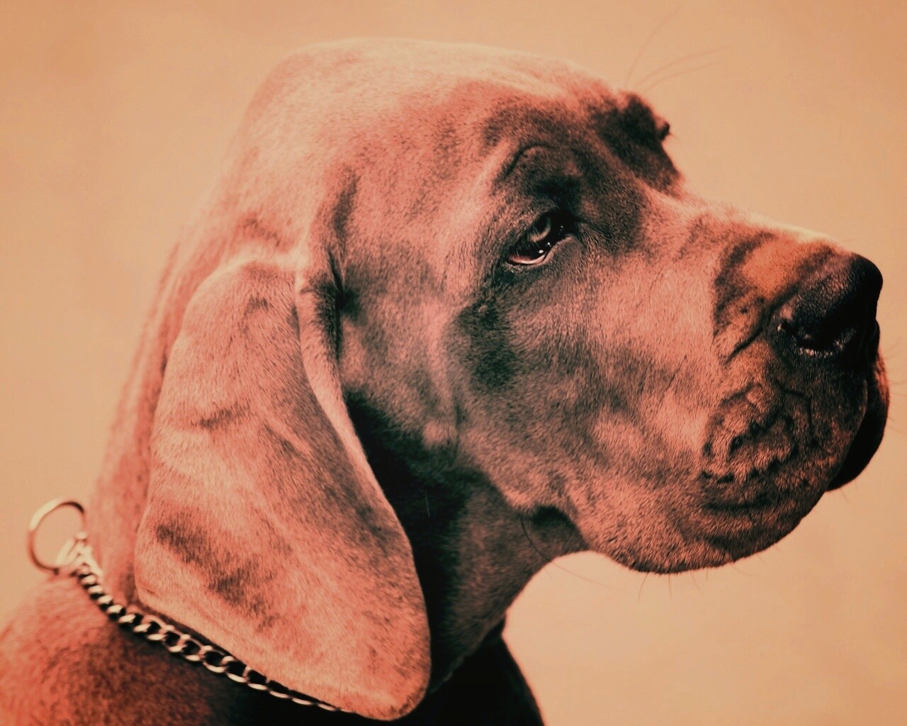 Грустная собака обои