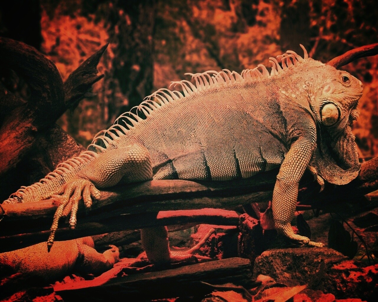 Большая игуана обои