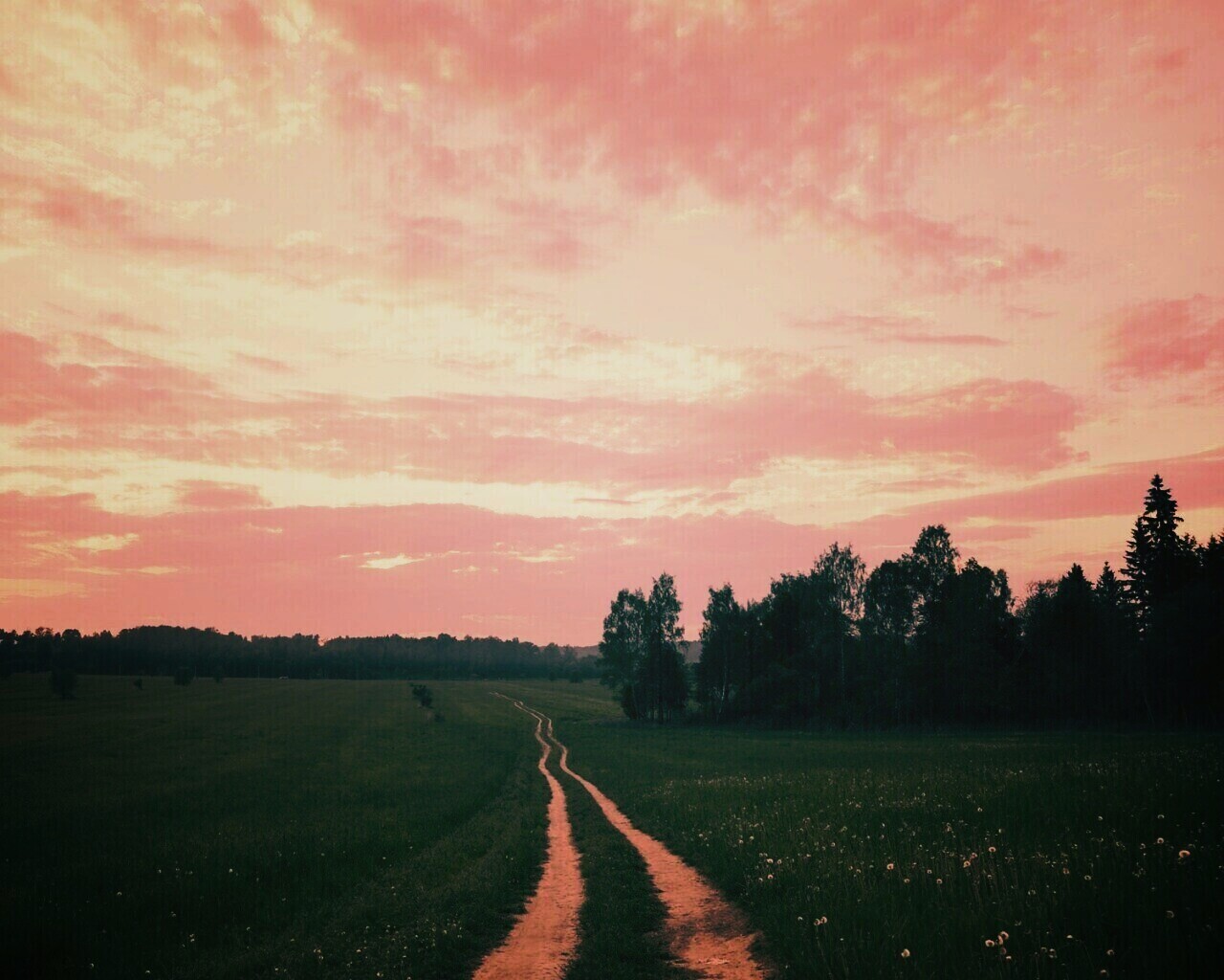 Дорога к лесу обои