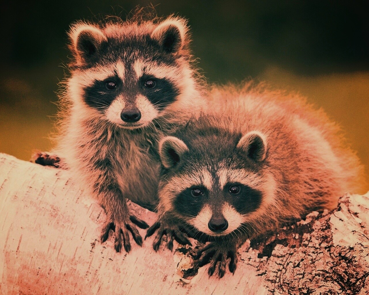 Полосатики обои