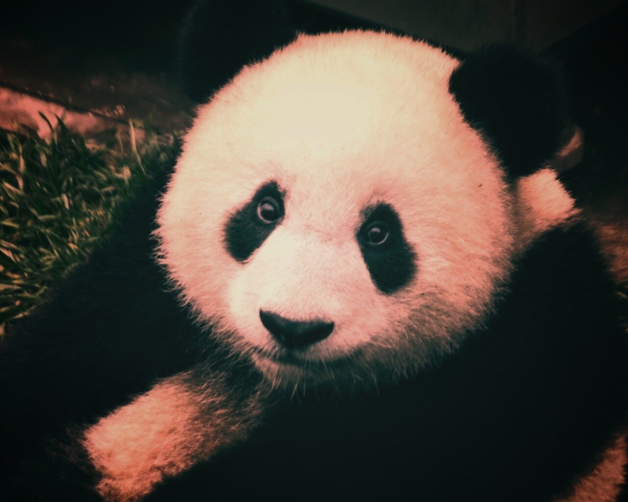 Взгляд.. обои