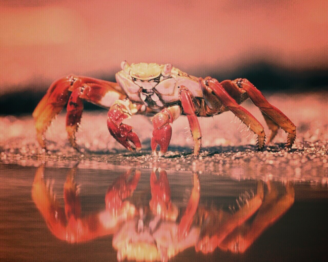 Краб обои