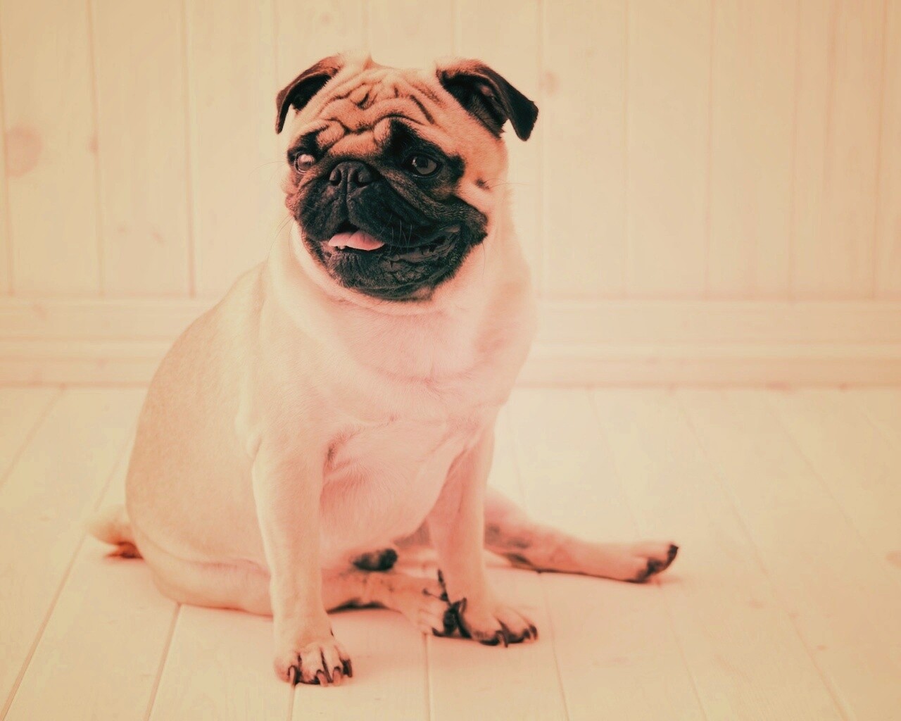 Симпатичный мопс на полу обои