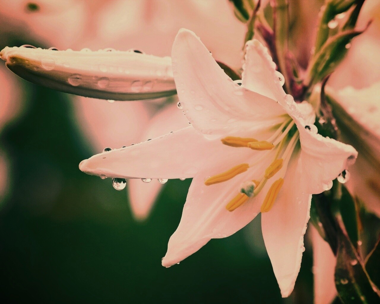 Белая лилия обои