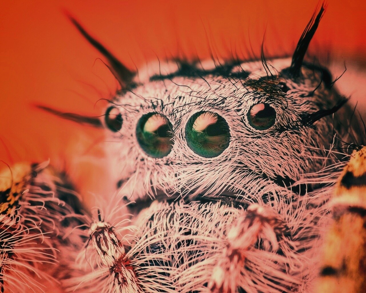 Паук в макро обои