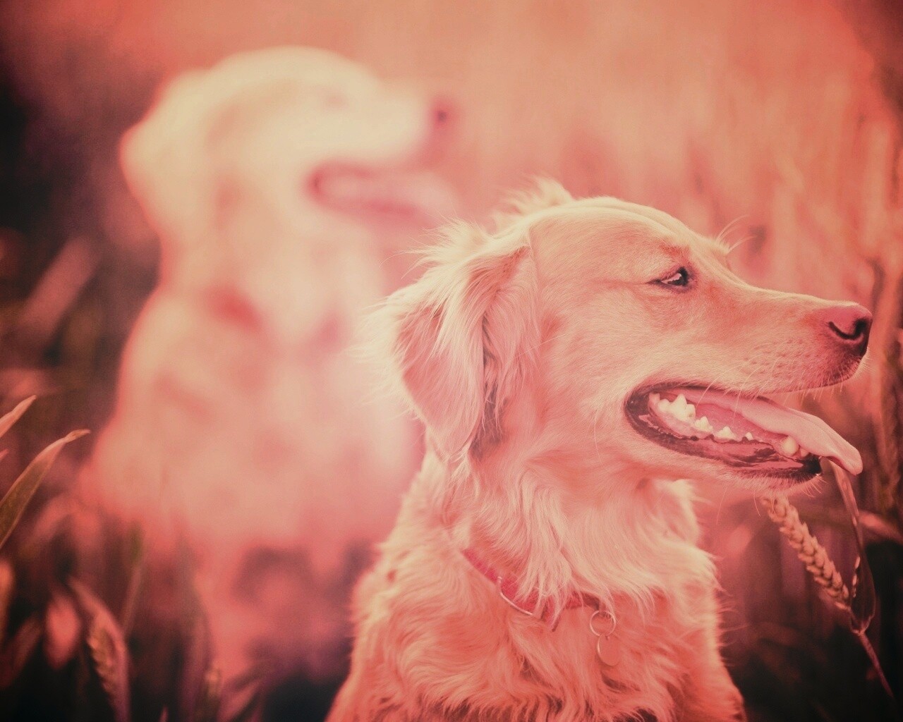 Собаки обои