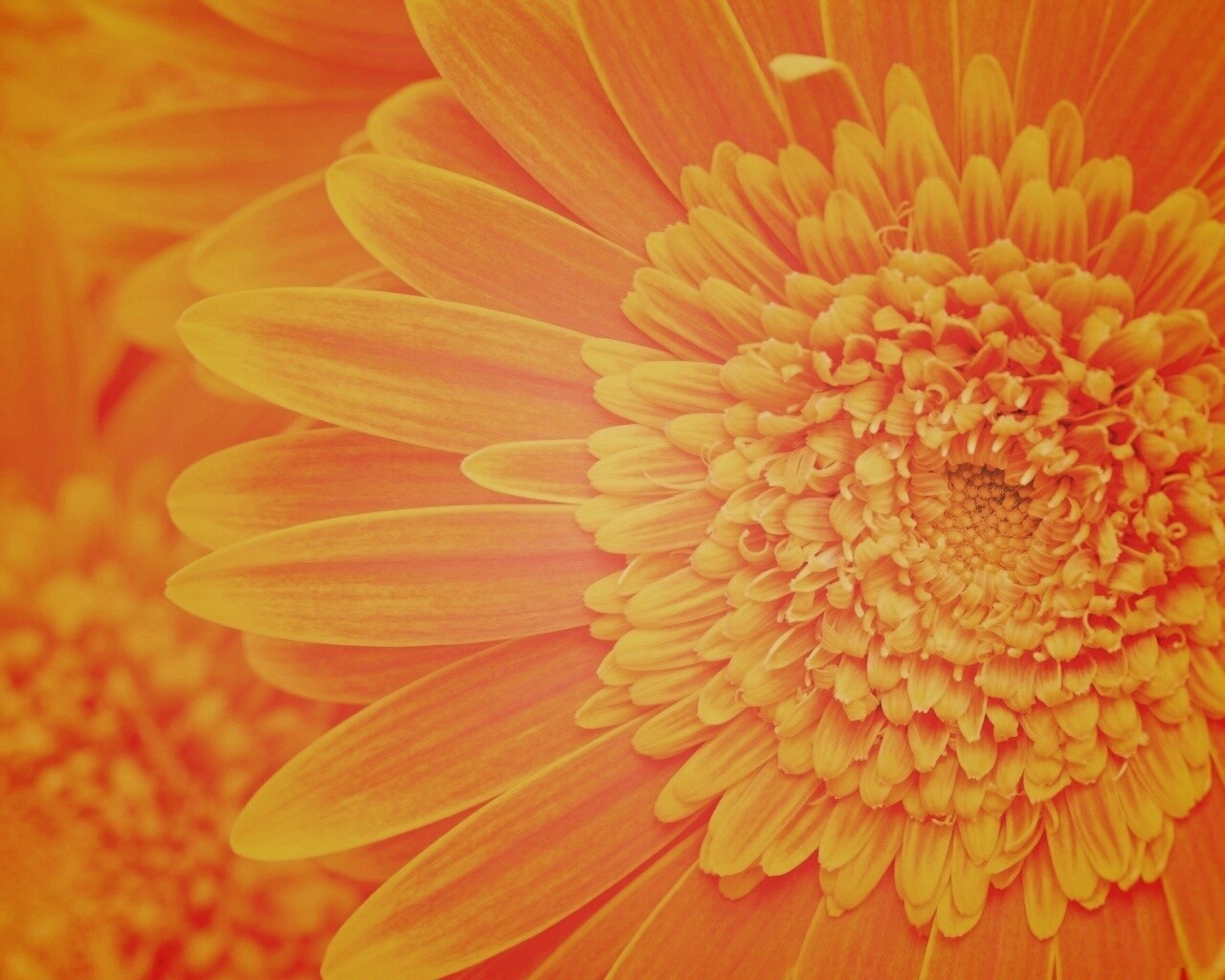 Большой оранжевый гербер обои