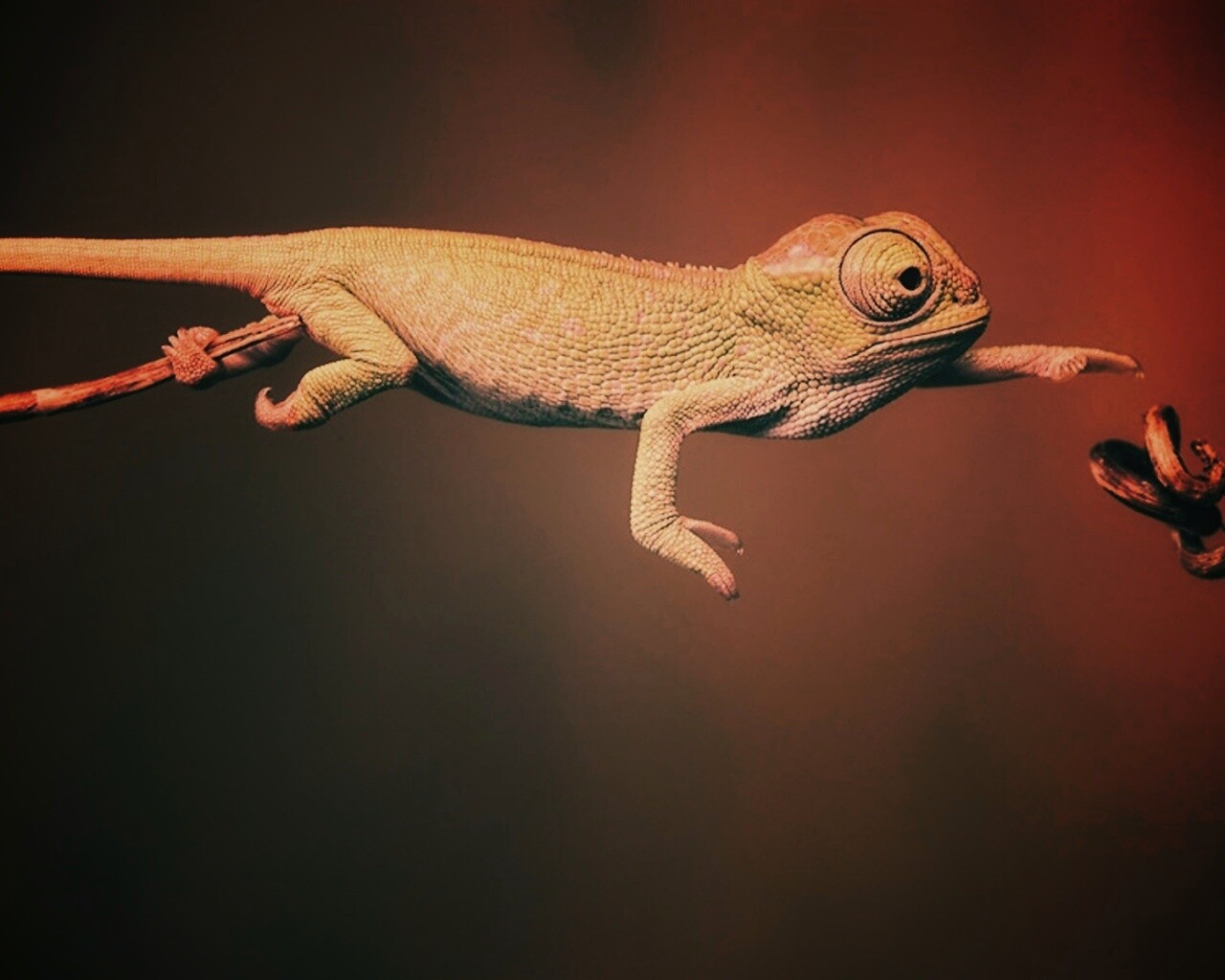 Ящерка тянется к ветке обои